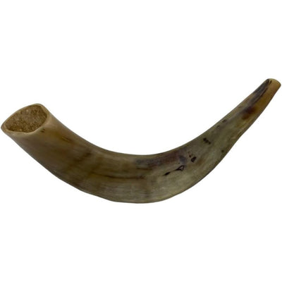 Authentic & Kosher Polished Ram's Horn Shofar from Israel