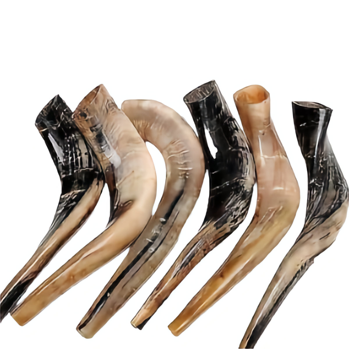 Kosher Authentic High Quality Polished Shofar 16″-18″ / 40 - 45 cm