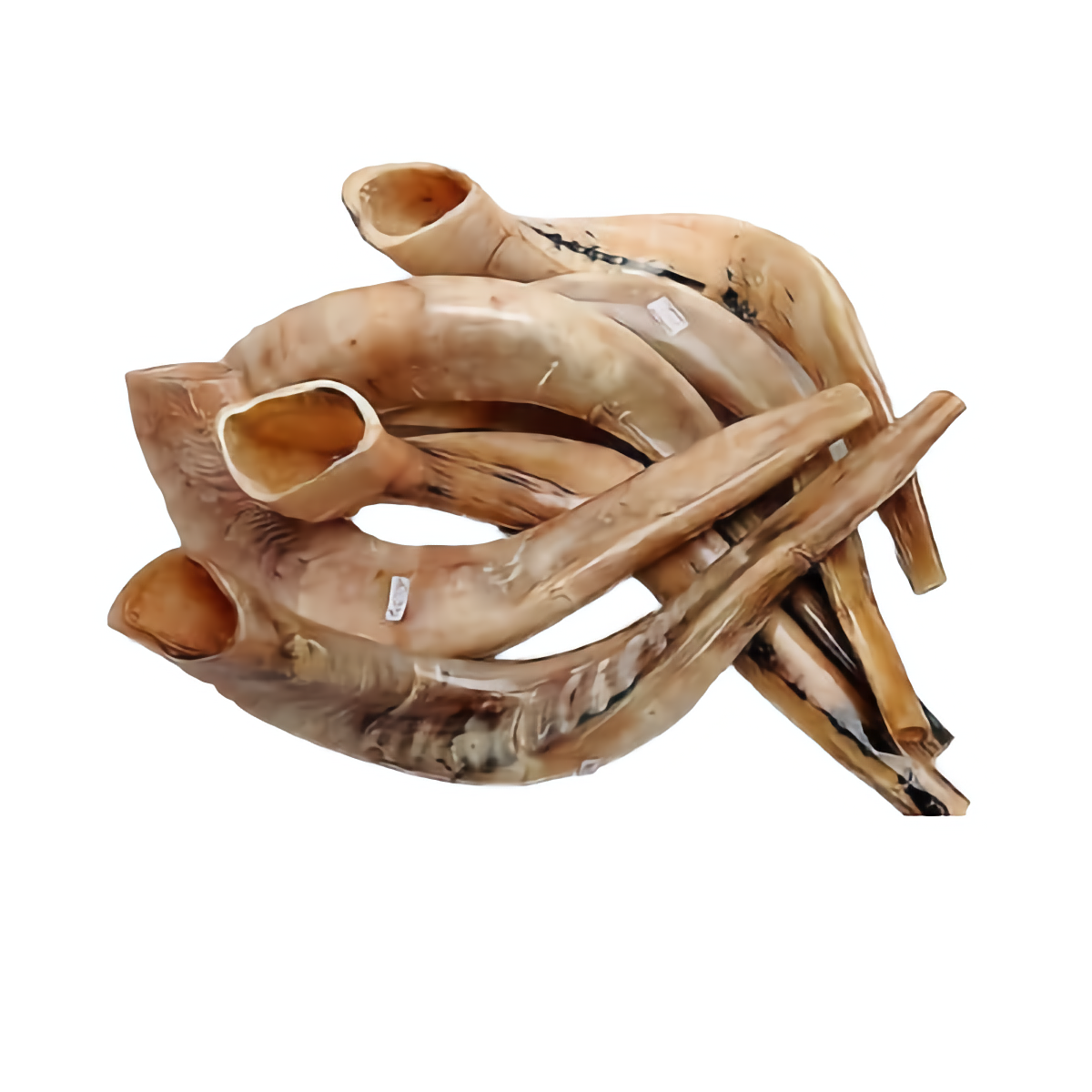Authentic and High Quality Polished Kosher Shofar 18″-20″