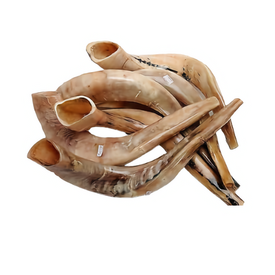 Authentic and High Quality Polished Kosher Shofar 18″-20″