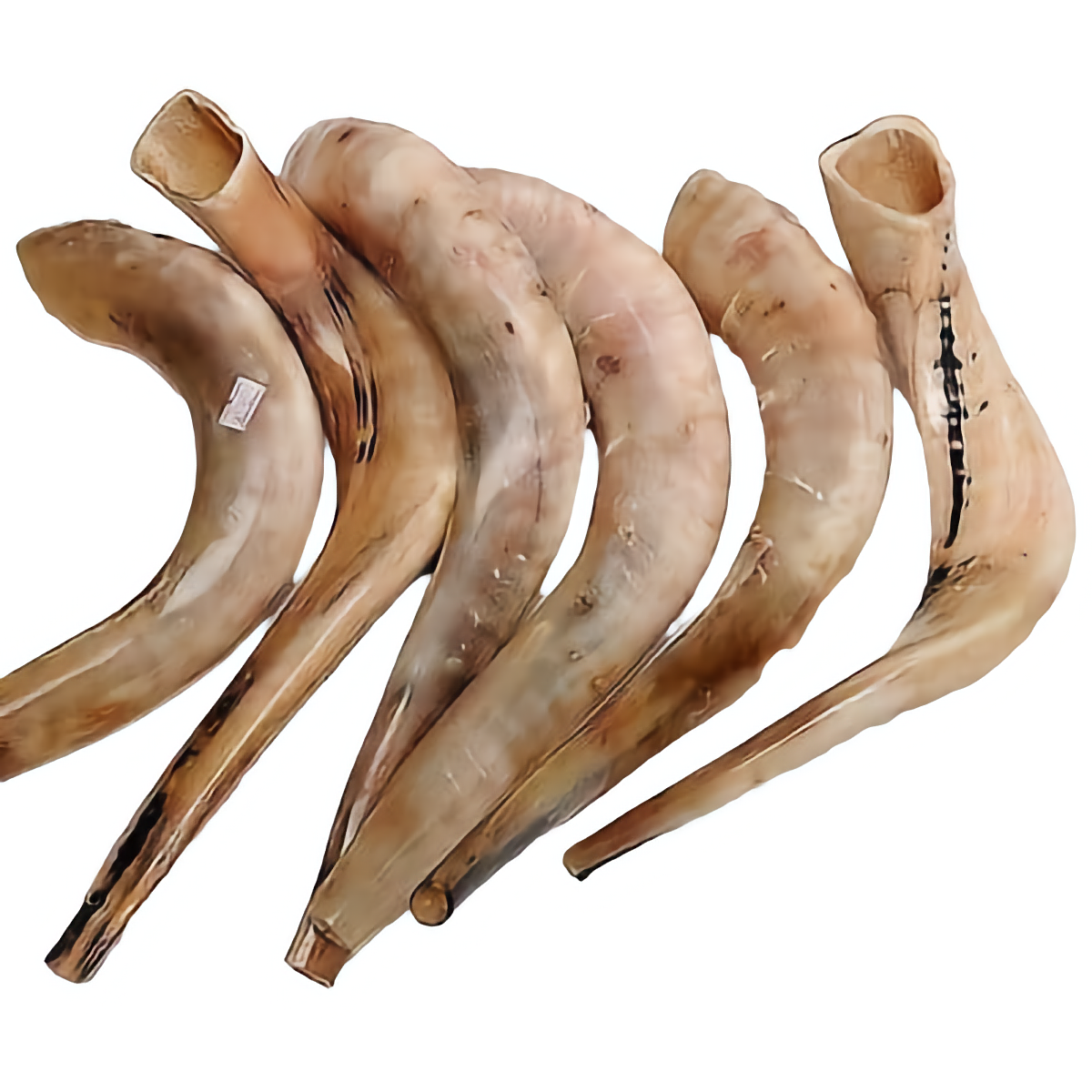 Authentic and High Quality Polished Kosher Shofar 18″-20″