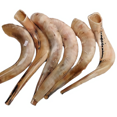 Authentic and High Quality Polished Kosher Shofar 18″-20″